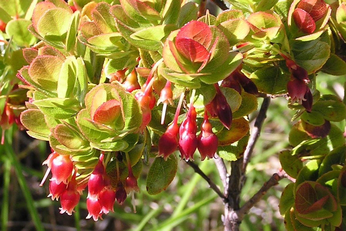 Plantheritage's tweet photo. The lovely Greencombe gardens in #Somerset with 4 National Plant Collections of 
#Erythronium, Gaultheria (incl. Pernettya), #Polystichum, Vaccinium is open on Wed 17 April in support of Plant Heritage and NGS. Entry charge.

Pic  #Vaccinium reticulatum; #Erythronium californicum https://t.co/cXaLBtfcKH