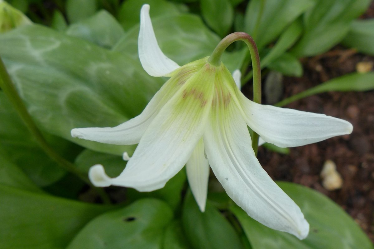 Plantheritage's tweet photo. The lovely Greencombe gardens in #Somerset with 4 National Plant Collections of 
#Erythronium, Gaultheria (incl. Pernettya), #Polystichum, Vaccinium is open on Wed 17 April in support of Plant Heritage and NGS. Entry charge.

Pic  #Vaccinium reticulatum; #Erythronium californicum https://t.co/cXaLBtfcKH