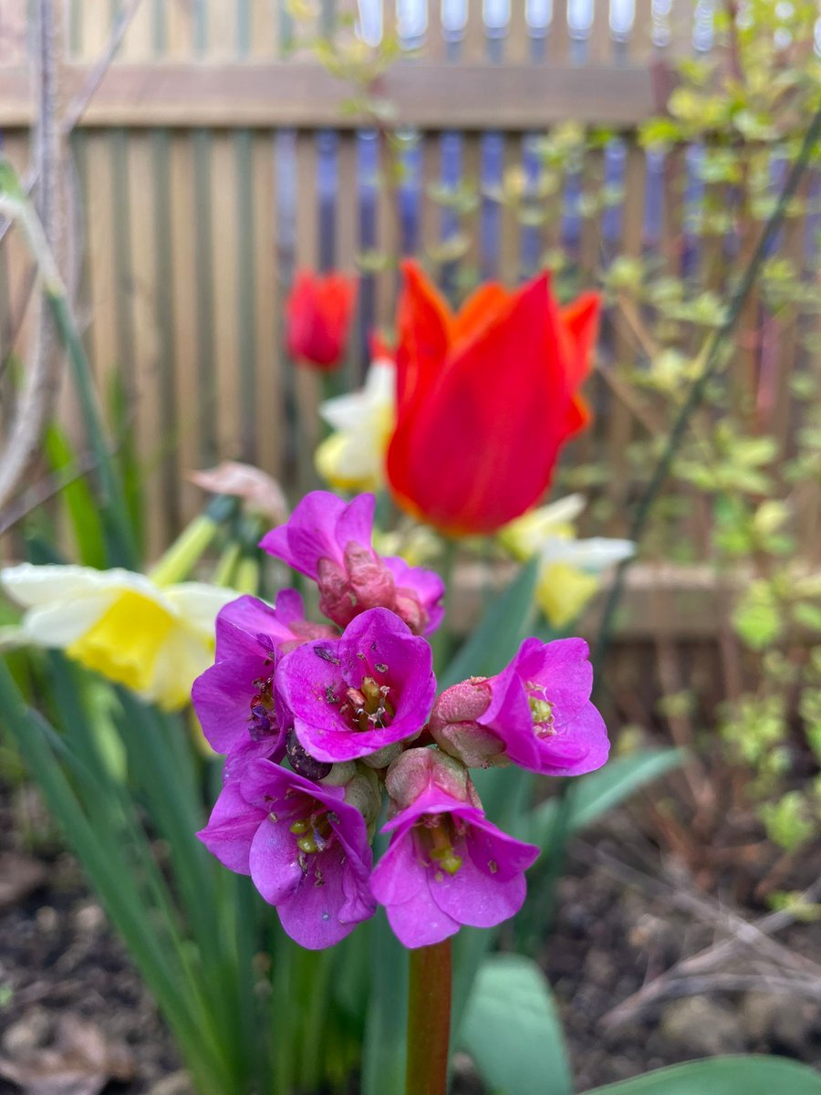 Really glad I got bulbs planted last autumn in my new garden. Just look at that colour - a real mood-lifter. I love the shocking pink of the bergenia and the flowers are great for early pollinators. It's also great ground cover. #gardening