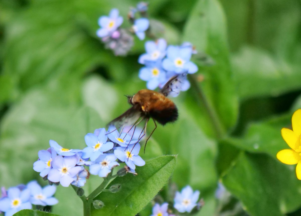 A brief first glimpse yesterday in the garden of a Dotted Bee-fly, Bombylius discolor, which for the past 3 years has appeared with remarkable consistency 2-3wks later than its Dark-edged cousin here. Photos from previous two years, phenological notes in alt text. 🦟💚🍃