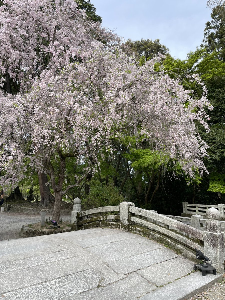 Miidera_temple's tweet photo. 三井寺 春の特別公開　ライトアップと観月舞台は4/14に終了いたしました。
期間中は沢山の方にお越しいただき、誠にありがとうございました🌸

境内は青もみじが美しい季節になってきましたが、まだ桜も楽しんでいただけます。
#三井寺 #miidera #미이데라
#滋賀県 #観光 #japan #sightseeing https://t.co/W8MRny1DbX