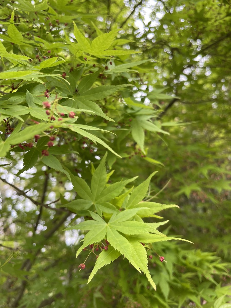 Miidera_temple's tweet photo. 三井寺 春の特別公開　ライトアップと観月舞台は4/14に終了いたしました。
期間中は沢山の方にお越しいただき、誠にありがとうございました🌸

境内は青もみじが美しい季節になってきましたが、まだ桜も楽しんでいただけます。
#三井寺 #miidera #미이데라
#滋賀県 #観光 #japan #sightseeing https://t.co/W8MRny1DbX