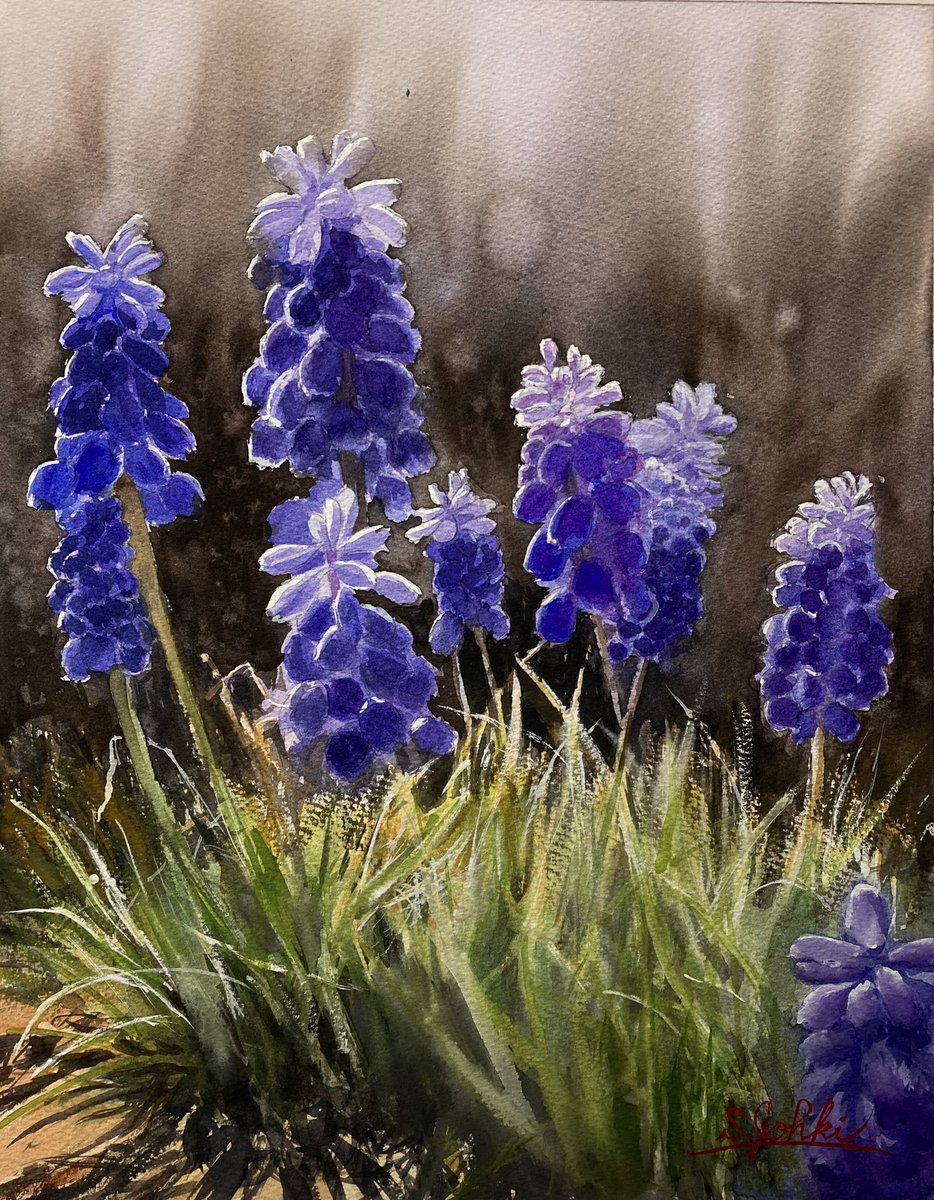 森の美術館で咲いていたムスカリに比べ、自宅の庭のはとても小さいです。撮影した写真を拡大して描きました。

Watercolor（透明水彩画） F6号 
#透明水彩 #水彩画 #透明水彩研究会 #watercolor  #TWS #絵描き #画家 #美術ネットワーク #絵描きさんと繋がりたい #花の絵 #ムスカリ #flowerpicture