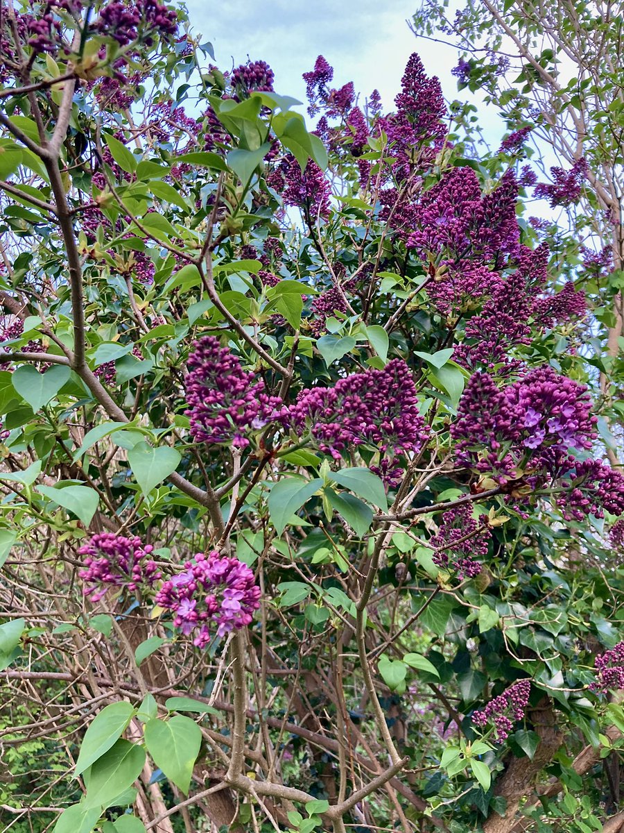 Good morning with a beautiful lilac (Syringa vulgaris) photographed in my daughter’s garden yesterday for #MagentaMonday 
Have a fun day!
#flowers #lilac #srubs #trees #gardens #flowerphotography #BlossomWatch