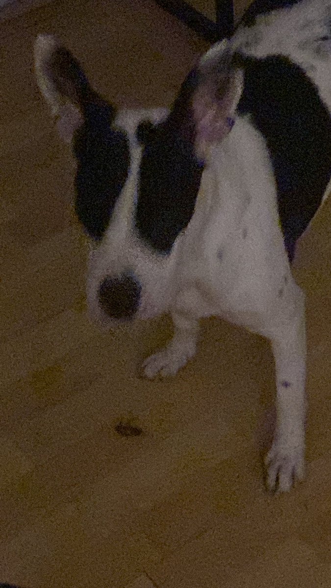 Mi mayor bendición, es que mi perro ya sabe matar cucarachas 😭👏🏻