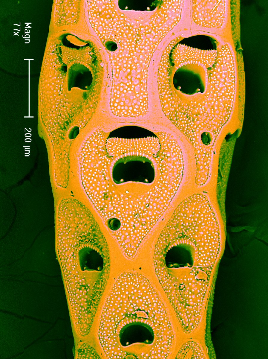 Cellaria pilosa from southern Australia, with ovicell. The tiny holes are assumed to be predation traces, and not related to the cuticular spines, which arise from the proximal end. Also a false-colour version. #bryozoa #predation #bryozoans