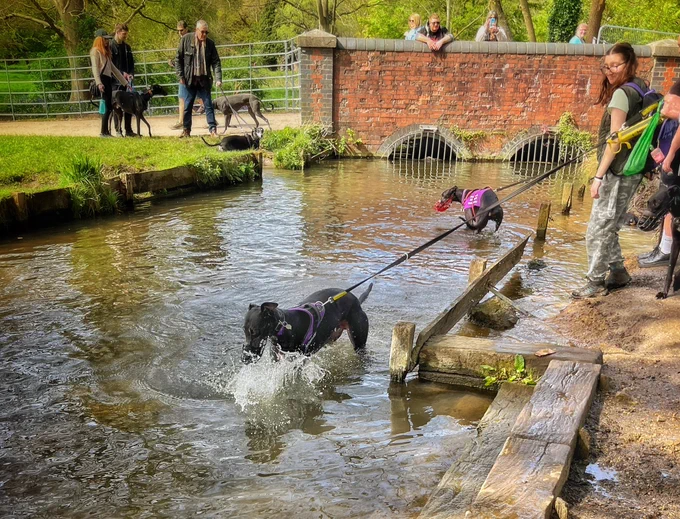 Image from Jett and Mike (@SurreyWhippets)
