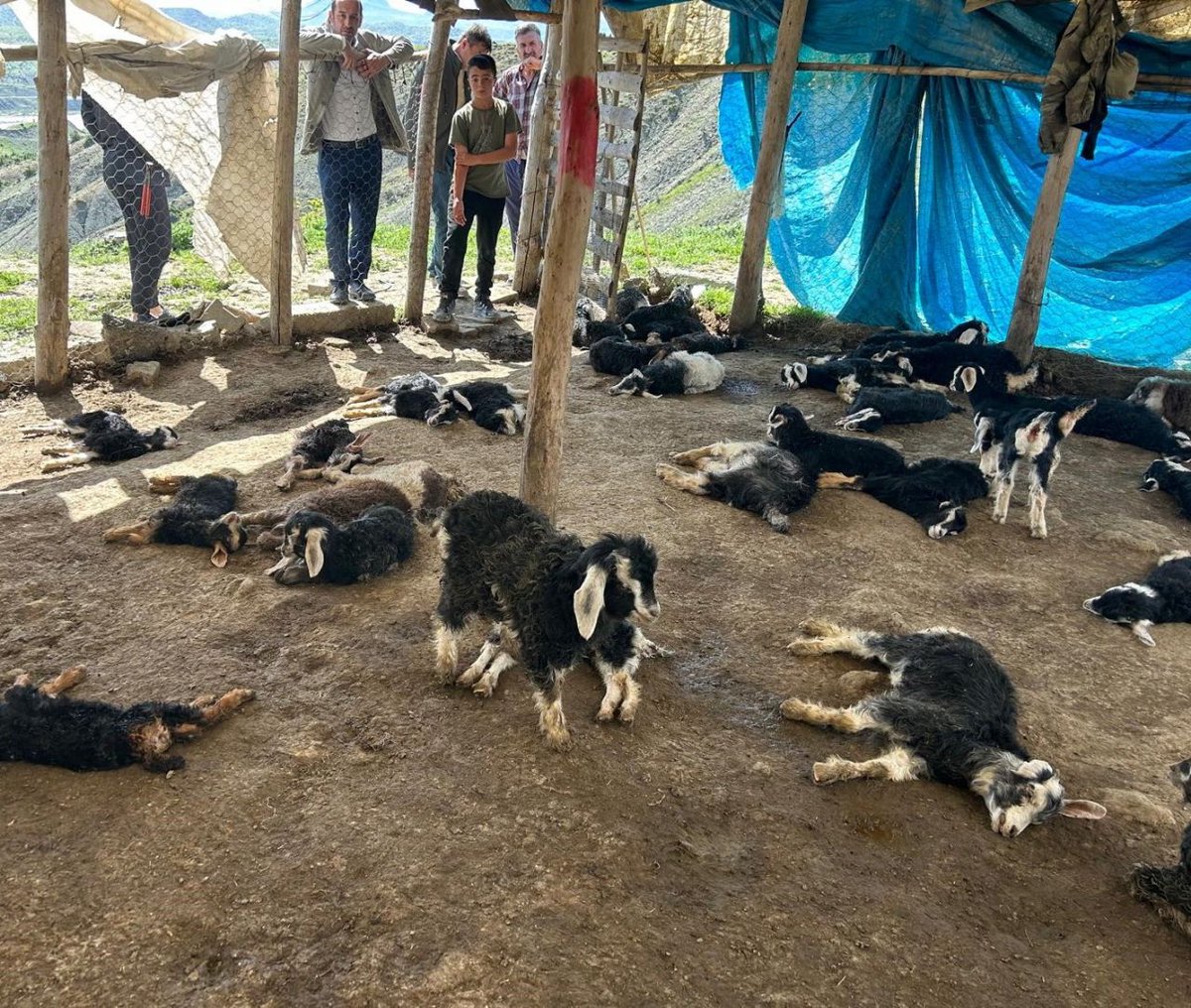 Diyarbakır'da başıboş köpekler 45 oğlağı telef etti.

t.me/seyirpost

#başıboşköpeksorunu