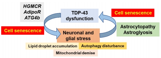 #neurodegenerativedisease #TDP43 #cellsenescence #lipidmetabolism Cell senescence, loss of splicing, and lipid metabolism in TDP-43-related neurodegenerative processes journals.lww.com/nrronline/full… @UdL_info