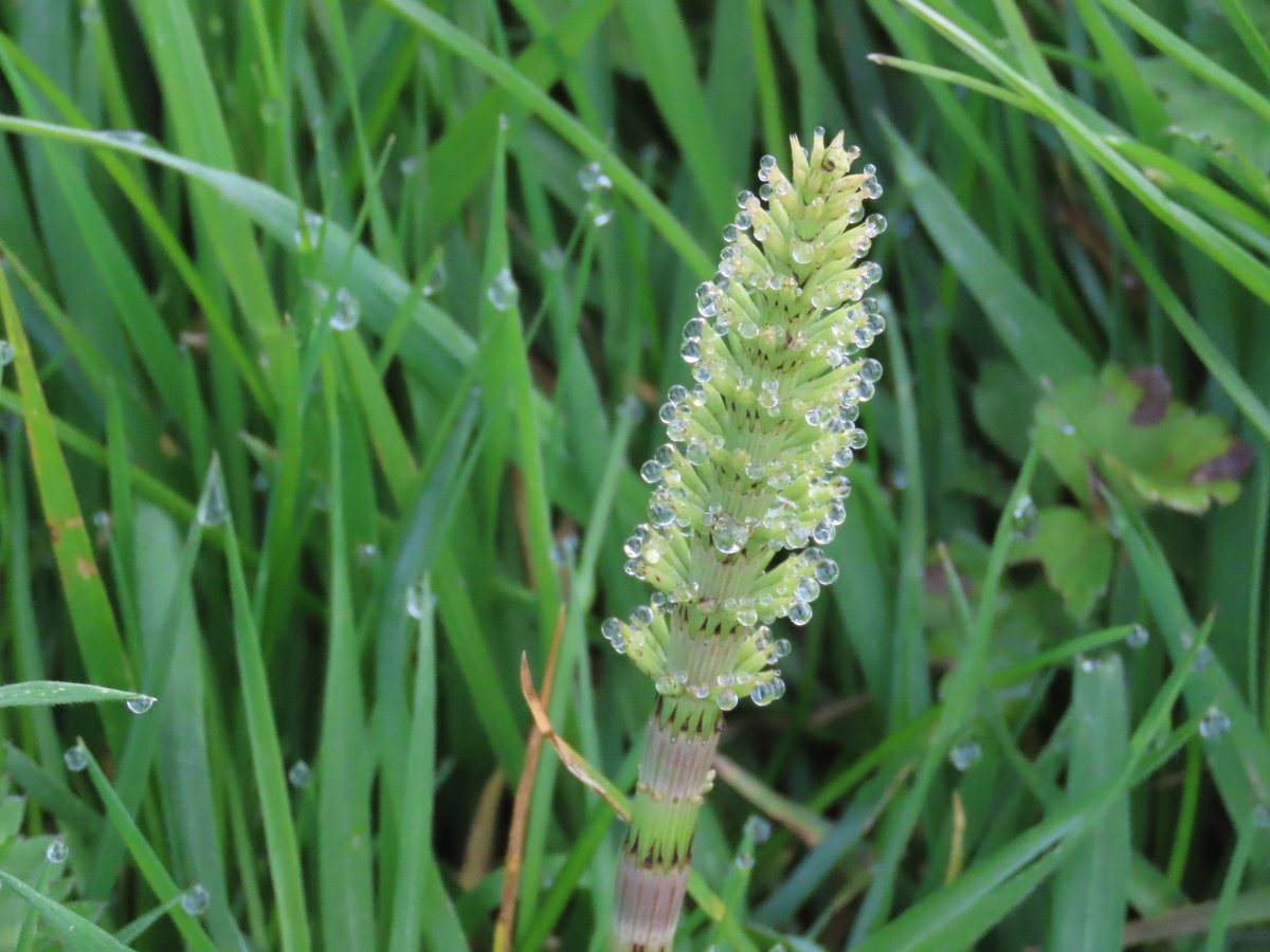 Horsetail or mare's tail on our walk yesterday