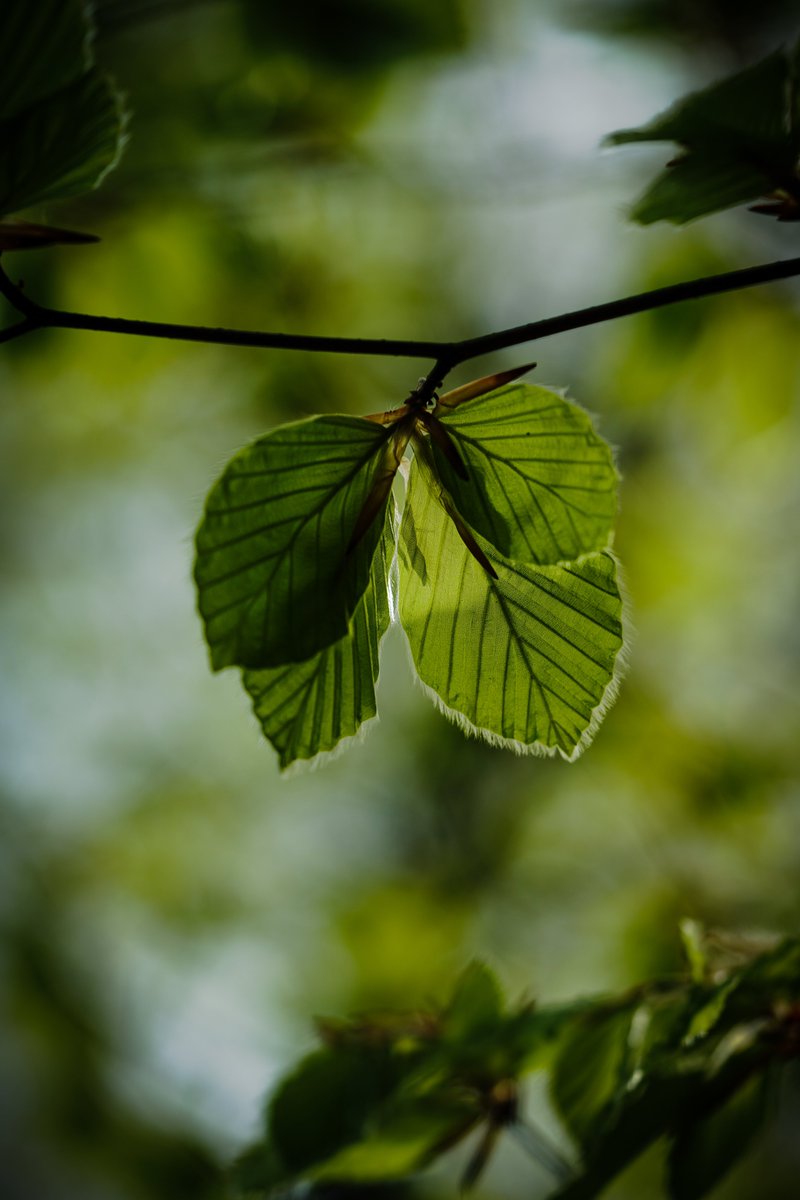 Happy Monday. 
#NaturePhotography #quhl5 #peace 🕊️