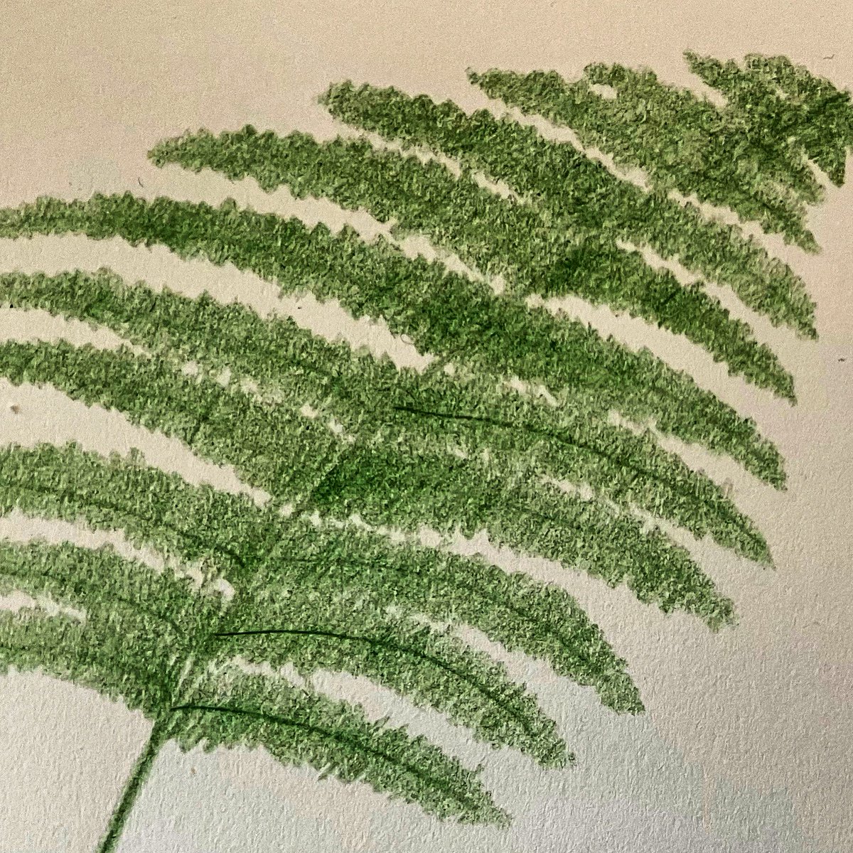 Here comes the sun! ☀️🌿 #SunnySketch #drawing #ferns