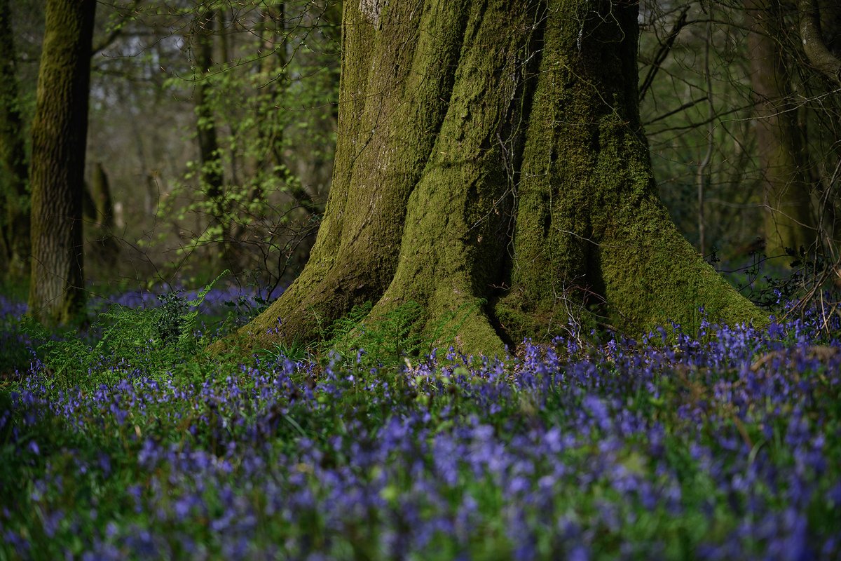 Spring in the woods
#bluebells #spring #wexmondays #fsprintmonday #appicoftheweek #sharemondays2024