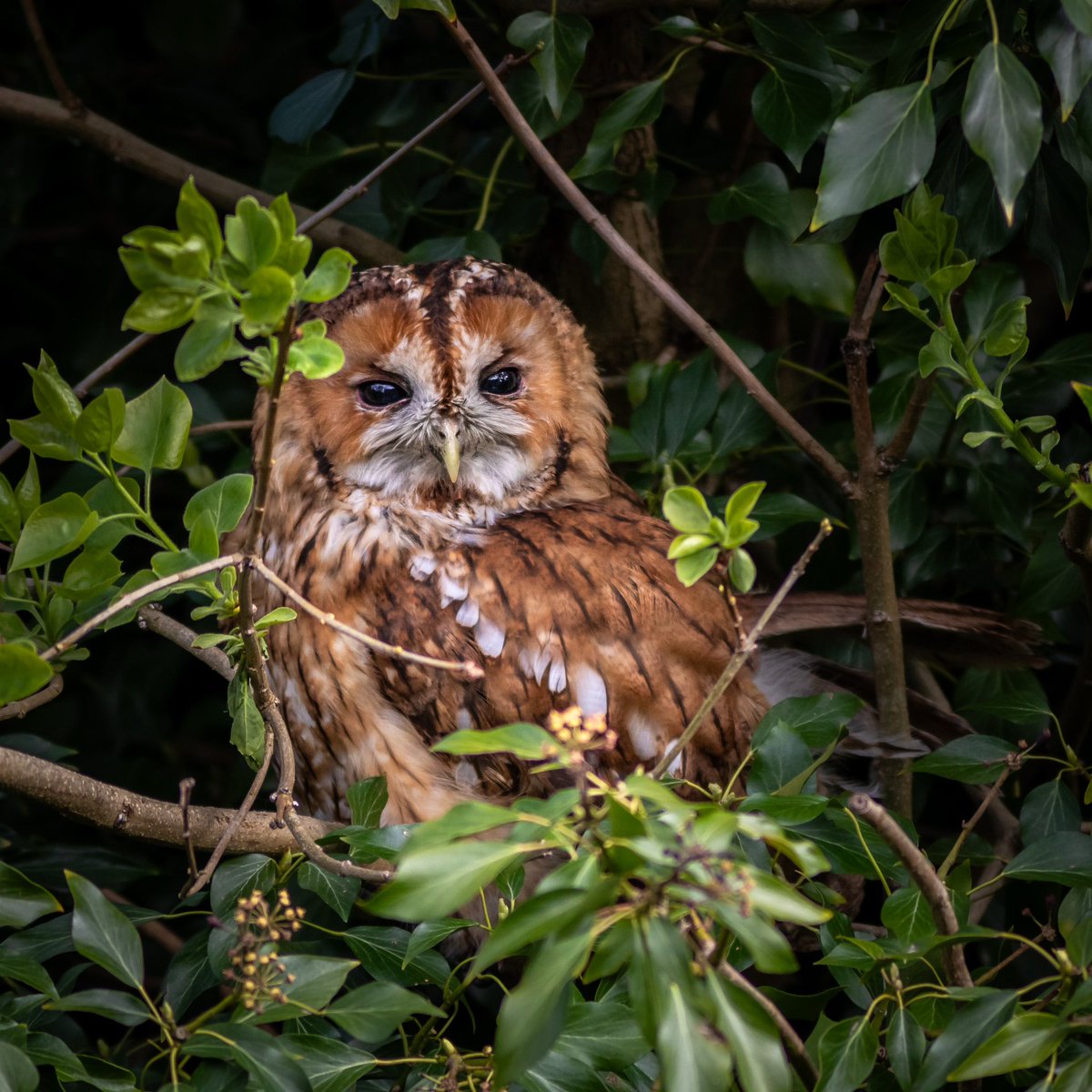 Our resident tawny owl enjoying the perch after a morning preen #Bradford #wexMondays #sharemondays2024 #fsprintmonday