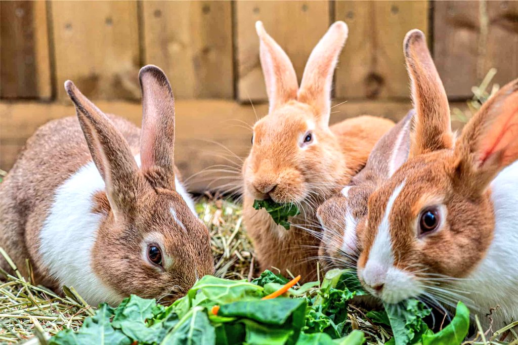 #RabbitFarming:

Balancing PERFORMANCE with Profitability is key for sustainability.

#Farmers need to control the  5 key factors:

-  Market
-  Nutrition
-  Genetics
-  Management
-  Health and Environment