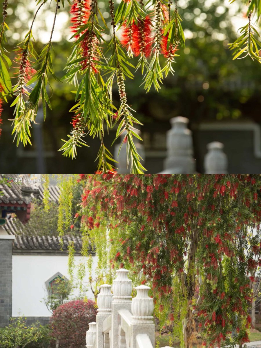 In the Changsha Garden at the Xiamen Horticulture Expo Garden, you’ll find some stiff bottlebrush. 😮 Relax, their vibrant red flowers bloom against the slender green leaves, swaying in the breeze. It’s hard not to feel happy when you look at them. #VisitXiamen #RomanticXiamen
