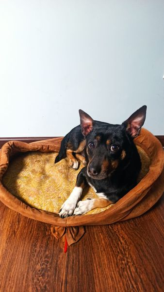 Na cito potrzebny DT dla tego przystojniaka🙏🏠💔Płock, Sierpc i okolice.Poszukujemy właściciela
🐕 znaleziony na terenie Gozdowa pod lasem (Wilkowo),został zgłoszony do gminy.Jest mały ok.5 kg 
Pomóżcie proszę,udostępniajcie,on nie nadaje się do kojca🙏💔
505-184-599