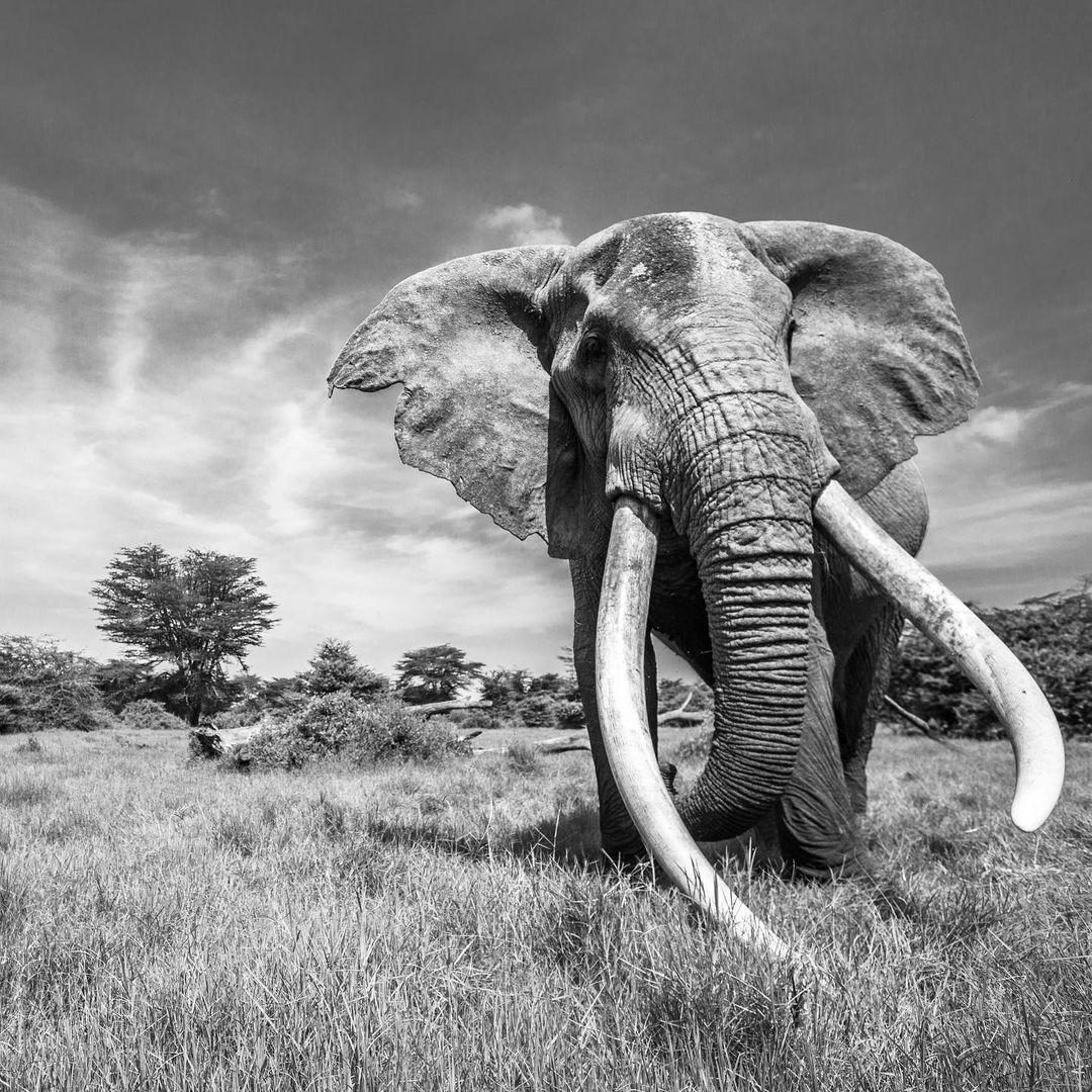 #MonochromeMonday
The magnificent Super tusker  
#Craig his tusks are reminiscent of a bygone era 
& is a symbol of effective #elephant conservation in Kenya. @SuluhuSamia please STOP trophy #hunting  of migratory #AmboseliElephants in #Tanzania! #NotYourTrophy! 
📸 Shaun Mousley
