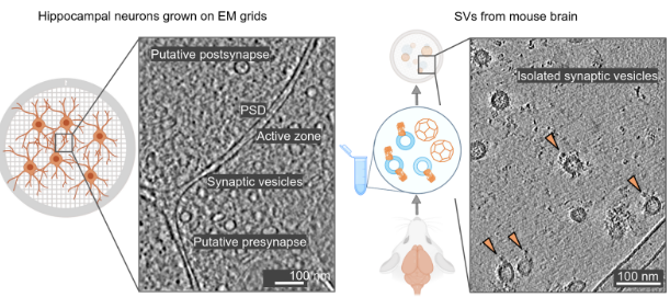 Take a look at our new preprint on the molecular architecture of synaptic vesicles purified from mouse brains and in neurons grown on grids biorxiv.org/content/10.110… 
🧵👇