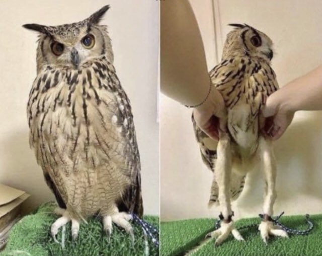 alfredfischer17's tweet photo. Eulen haben keinen dicken „Bauch“ sondern nur eine lange „Kutte“.
#FunFact #biologie #zoologie #strigiformes #anatomie https://t.co/wuDcFgdeqF