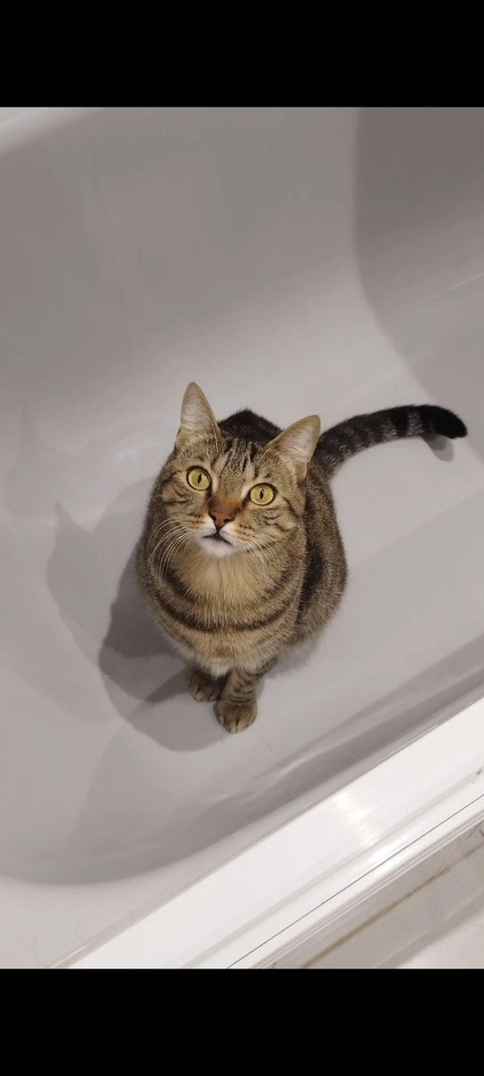 juancarbm_'s tweet photo. Mi gato se ha perdido por la zona de nueva rinconada en Alcalá de Henares.
Se llama Mahou
Se agradece difusión 🙏🏻 https://t.co/OMMVAqBPFm