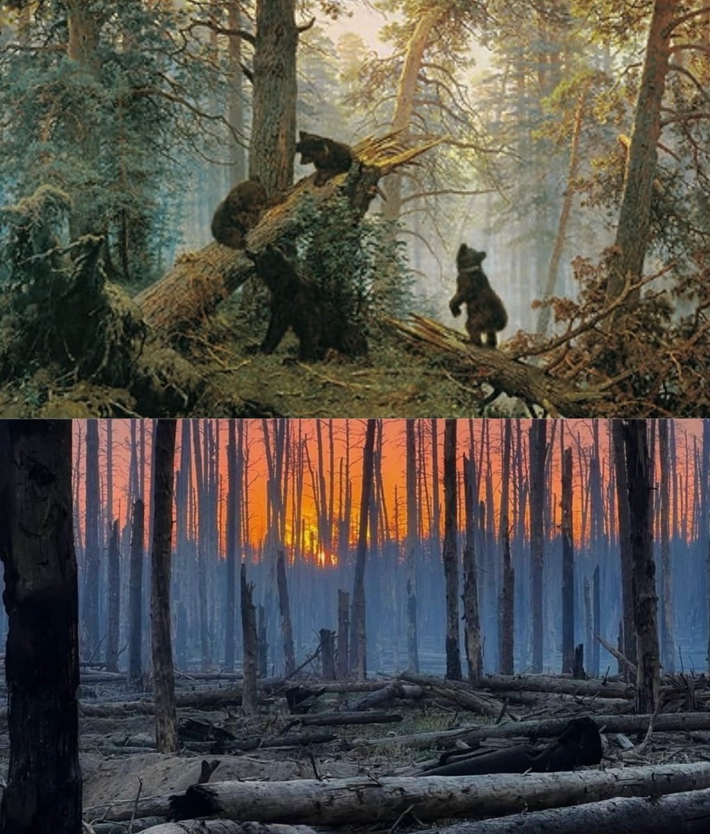 > What a promo of Russian culture looks like > What the Ukrainian nature reserve looks like after the arrival of the carriers of this 'culture' ('Morning in a Pine Forest' by Shishkin / Serebryansky Nature Reserve in Luhansk region, Ukraine) via @ragulivna