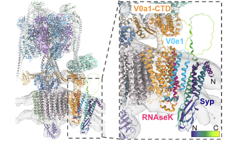 5/ Identification of a molecule based on density is non-trivial, we considered the density, structural predictions of all SV proteins by Alphafold2, masspec and our protein-protein interaction assay LyTHy based on BRET

The result is synaptophysin - Syp