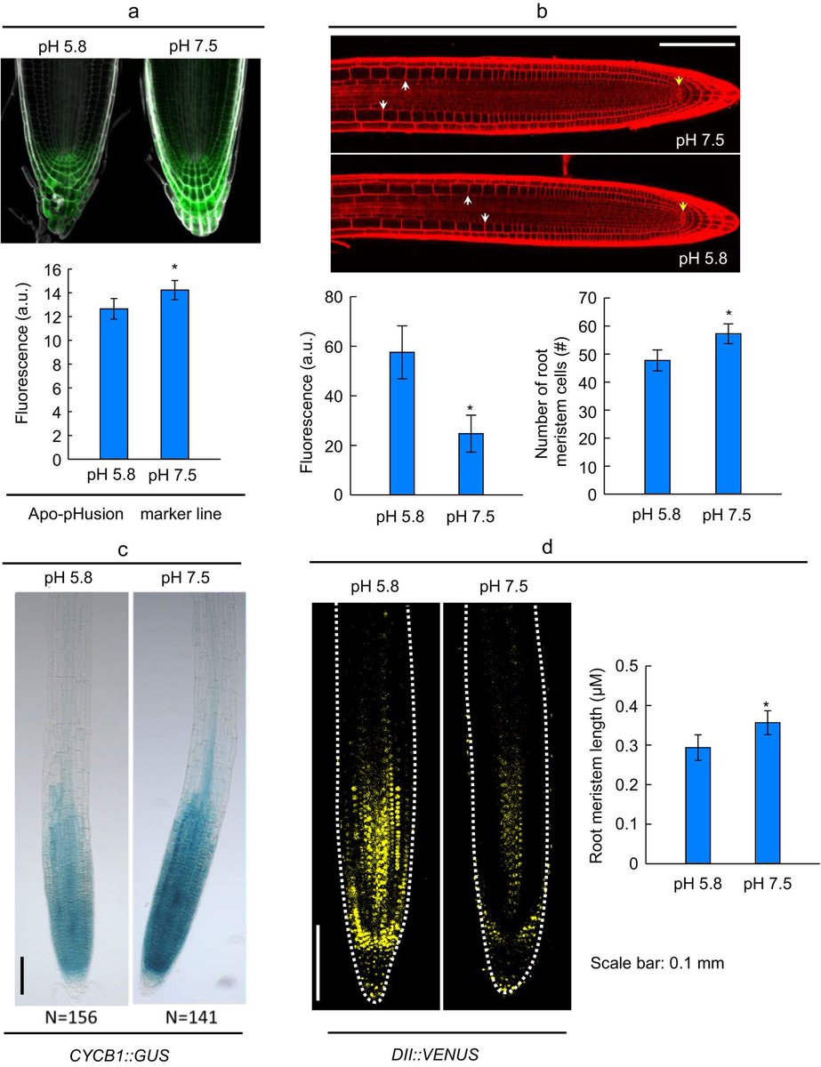 MaximumAcademic's tweet photo. #SSE #PlantScience #RootDevelopment #pHOptimization
Discovering optimal pH (7.0−8.0) for Arabidopsis root growth! Auxin pathways and ABC transporters play crucial roles. 🌱
@EcologicalAR
Details: https://t.co/4A2nPdAJ1i https://t.co/qHzQzBjy49