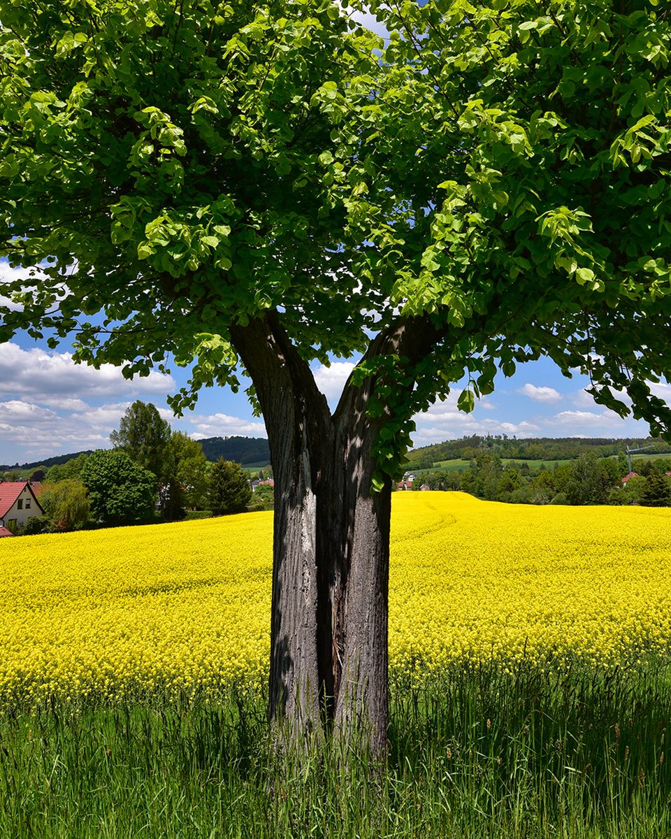 TTArtPhoto's tweet photo. Farbenfrohe Frühlingszeit 🌾🌾🌾

Objektiv: TTArtisan 27mm F2.8

#ttartisan #ttartisan27mmf28 #rapsfeld #rapsblühte https://t.co/RySx7xfOA3