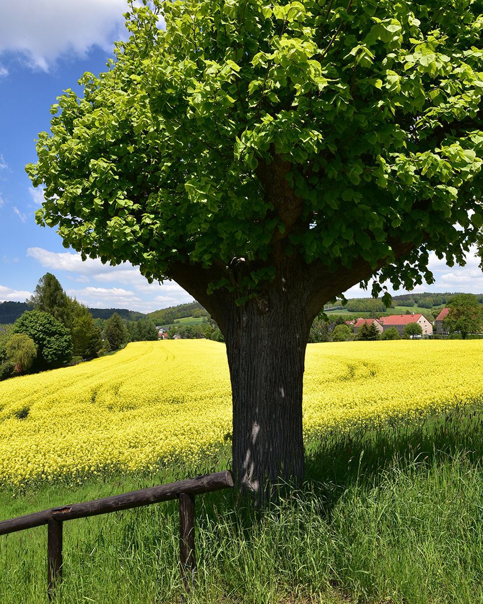 TTArtPhoto's tweet photo. Farbenfrohe Frühlingszeit 🌾🌾🌾

Objektiv: TTArtisan 27mm F2.8

#ttartisan #ttartisan27mmf28 #rapsfeld #rapsblühte https://t.co/RySx7xfOA3