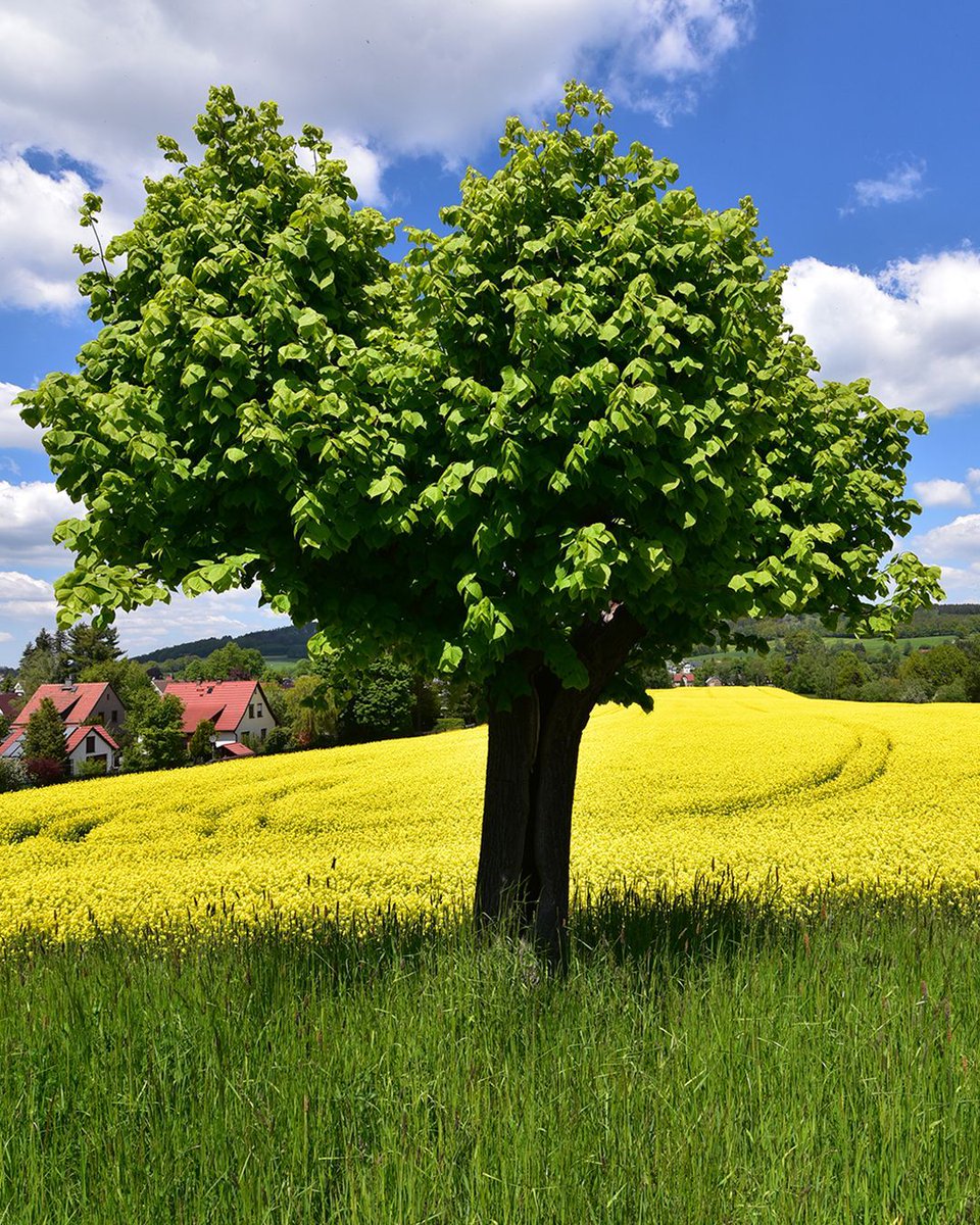 Farbenfrohe Frühlingszeit 🌾🌾🌾

Objektiv: TTArtisan 27mm F2.8

#ttartisan #ttartisan27mmf28 #rapsfeld #rapsblühte