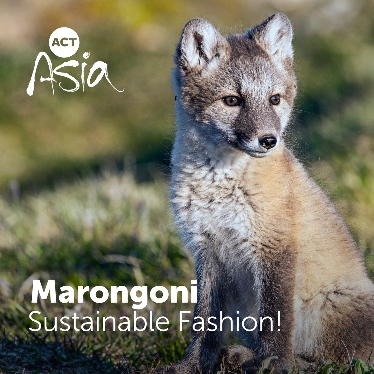 More News!

Fashion institute Istituto Marangoni in Shenzhen, signs co-op agreement with ACTAsia!   

Including designing & teaching a new sustainable fashion curriculum integrating our Compassion in Fashion course

tinyurl.com/kc3byu99 

#CrueltyFree  #AnimalRights  #FurFree