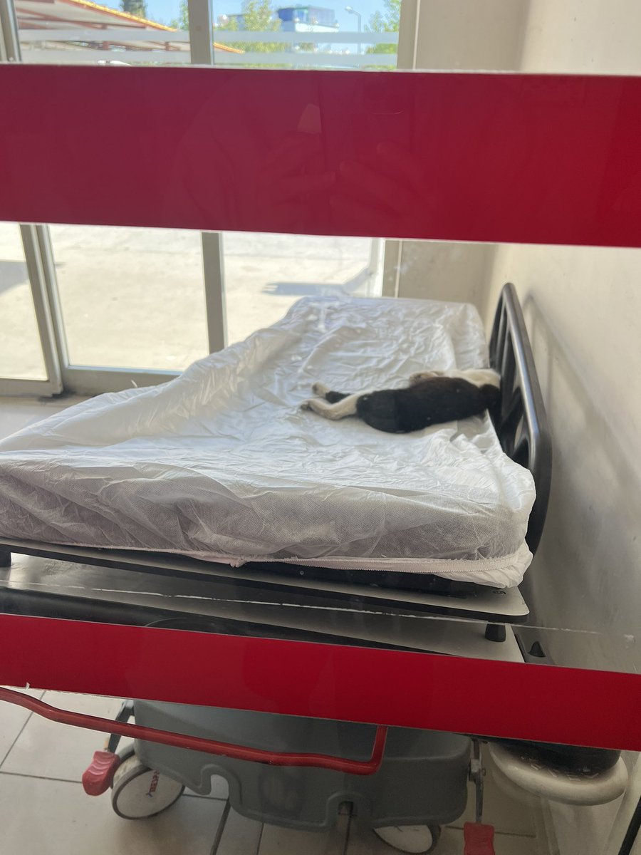 İzmir Urla Devlet Hastanesi acilinde, sedyede yatan Başıboş Kedinin varlığı merhamet ile açıklanamaz. Bu soruna acilen el atılmalı ve başta kuduz olmak üzere 40'a yakın hastalık bulaştırma riski olan hayvanların hastanelere girmesine izin verilmemelidir. Başıboş #KedileriToplayın