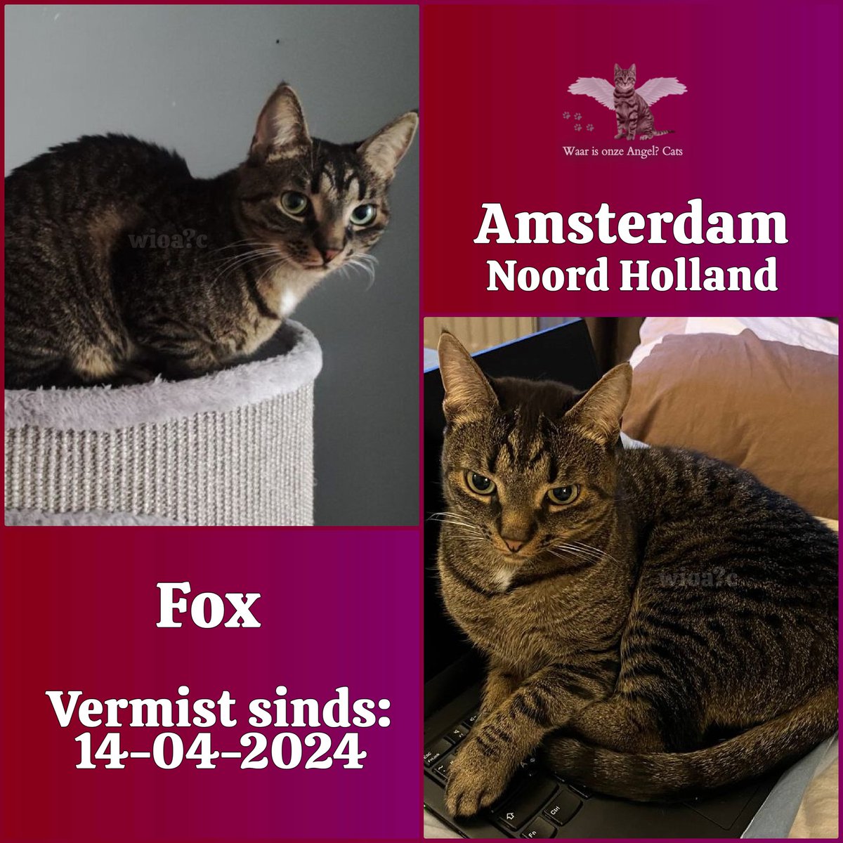 Fox #Vermist sinds 14-04-2024 te #Amsterdam #NoordHolland #Nederland 

facebook.com/photo?fbid=726…