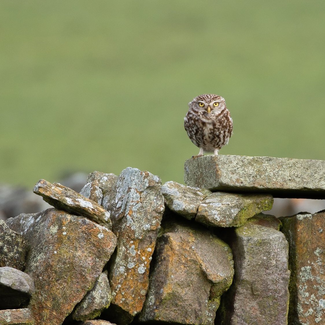 I could sense I was being watched 😁

#littleowl #owl #owls