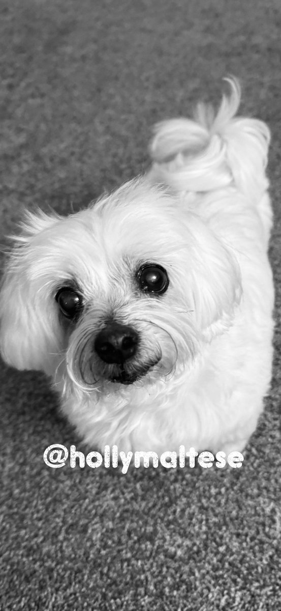 💕Morning Everyone💕 Wishing you a fabby Monday 🥰 It’s a cold wind this morning with drizzle🌧️ so it’s indoors today Love as always Hollybub x❤️ #dogsoftwitter #CatsOfTwitter #hollybub #dogsofx 🐶🐾🐾🐾🥰❤️