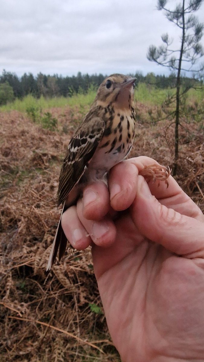 Spring weather arrived yesterday (back to winter weather this morning🥺) sessions saw 2 Wheatear ringed @OverburyEnt, including a Greenland (leucorhoa), followed by an early Cuckoo from Cannock chase, a retrapped Tree pipit and a Woodlark! (Schedule 1 licence held). #birdringing