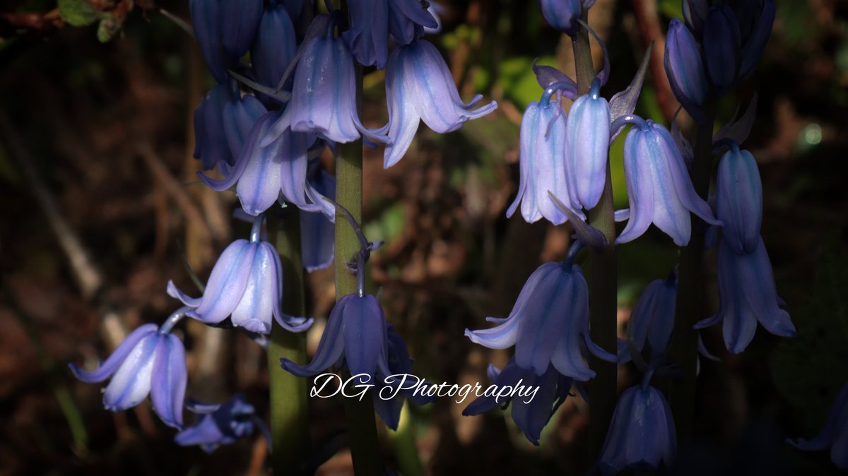 You know its spring when you see theses guys everywhere!! Have a great start to your week everyone! #Bluebells #wildflowers #naturelovers #HaveABrightDay #sundayvibes #MondayMorning
