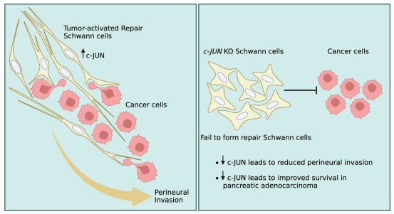 #Schwanncell #cancer #axonregeneration #perineuralinvasion Trick or treat? Does cancer fool Schwann cells by mimicking axons to promote metastasis into nerves? journals.lww.com/nrronline/full… @Cambridge_Uni