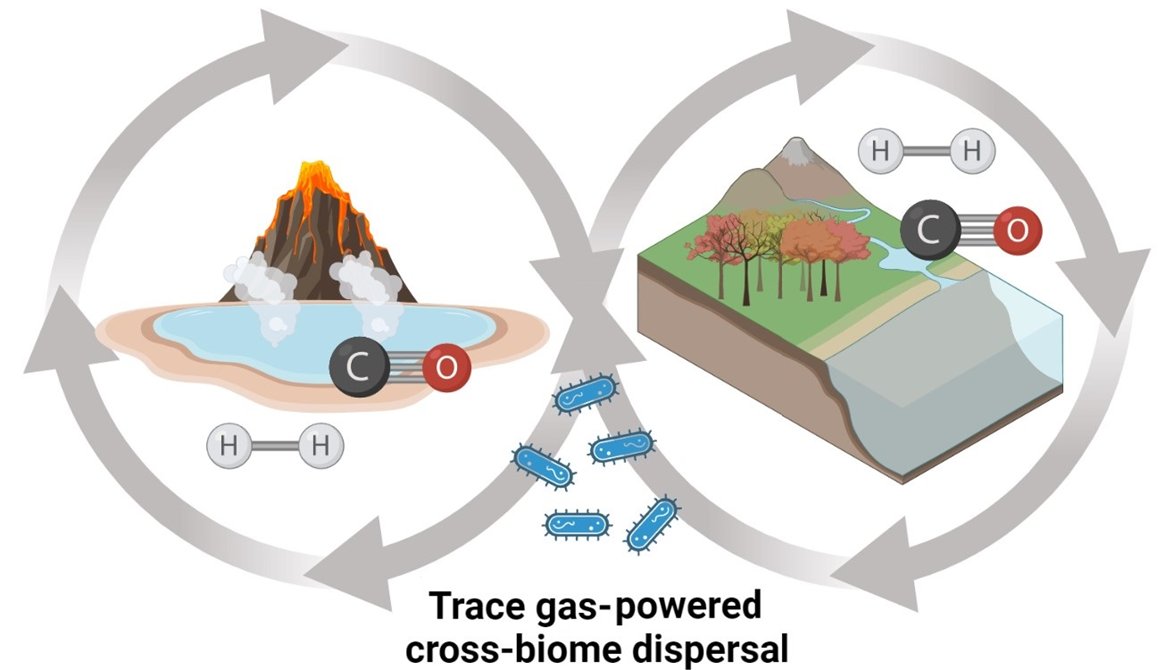 This finding leads to a new hypothesis that energy conservation from the ubiquitous and universally metabolizable atmospheric trace gases is a trait supporting microbial dispersal across ecosystems.