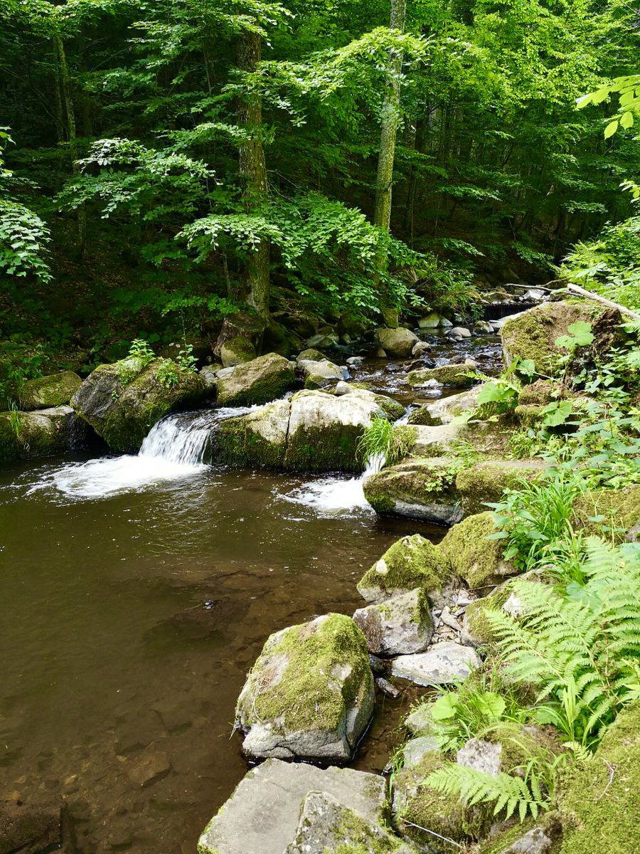 A mountain river in the Ukrainian Carpathians
#Photo #NaturalBeauty #Natural #Ukraine #Forest