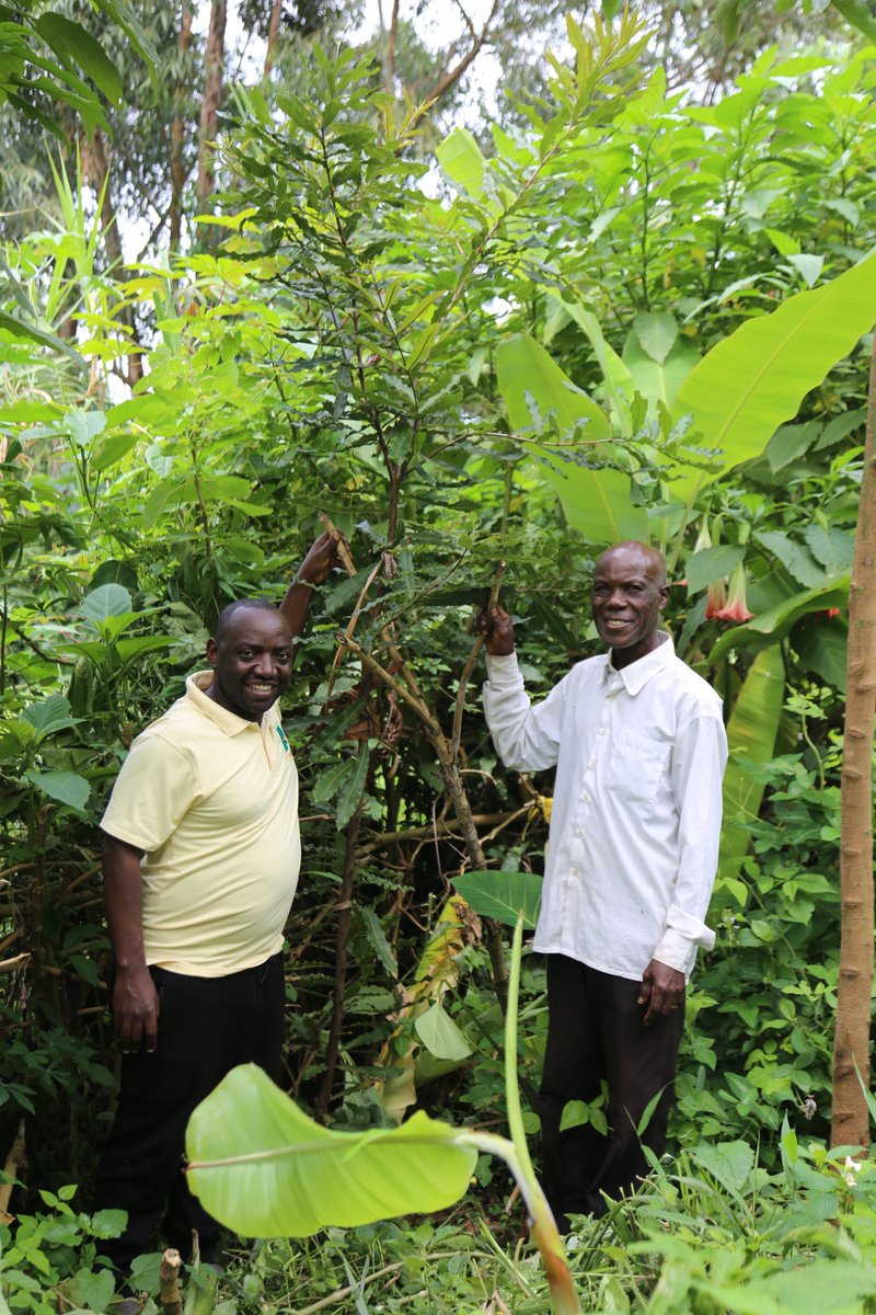 TUNADO_Bees's tweet photo. Up and About:

Exec. Dir. @biryomumaisho84 is in Mid-Western Uganda to check on the adaptation of our #BeeAChampion model, the milestones and shortfalls and how beekeepers are embracing our new agro-forestry approach with the growing of macadamia
@TriasEastAfrica @WoordenDaad https://t.co/dY8BjFXxTM