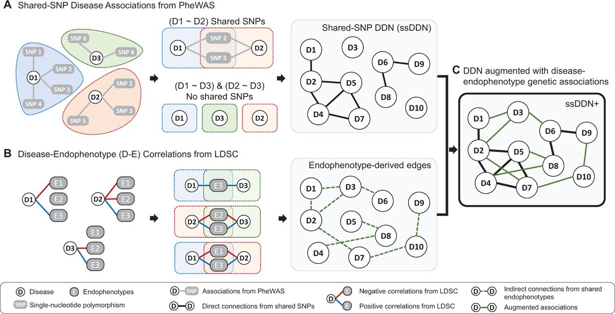 New research identifies genetic associations in the human diseasome using an endophenotype-augmented disease network ft. @jakob_woerner, @viveksrm24 (@UPennGCB), @_anuragverma (@PennMedicine), Yonghyun Nam & @dokyoon_kim (@UPennDBEI) @UPennIBI tinyurl.com/bdebj2c8