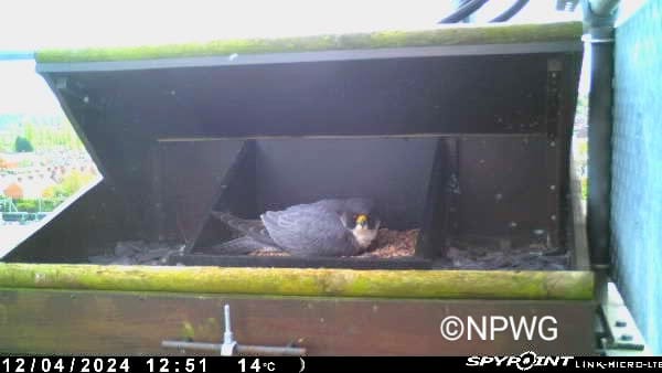 12th April Tiercel B69 taking his turn incubating the eggs...Mrs N must have said yes to a break The Newbury Peregrines WhatsApp Group (NPWG) have kept a detailed log & it will be at least another 2 weeks incubation before any hatching occurs @RSPB_Wokingham @BerksBirdClub