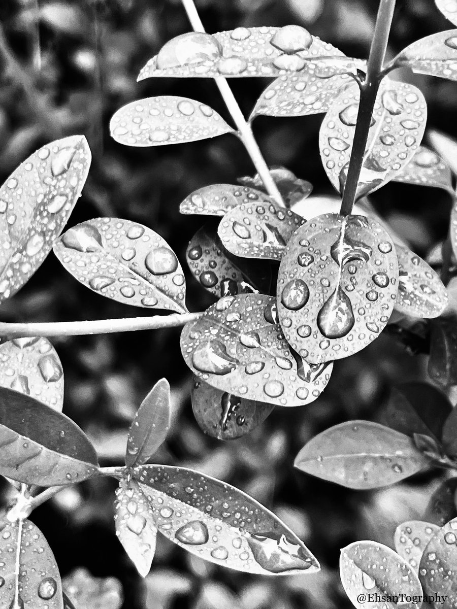 #iPhone #Photography #blackandwhite 
#AbstractArt #Plants #Flowers #Rain