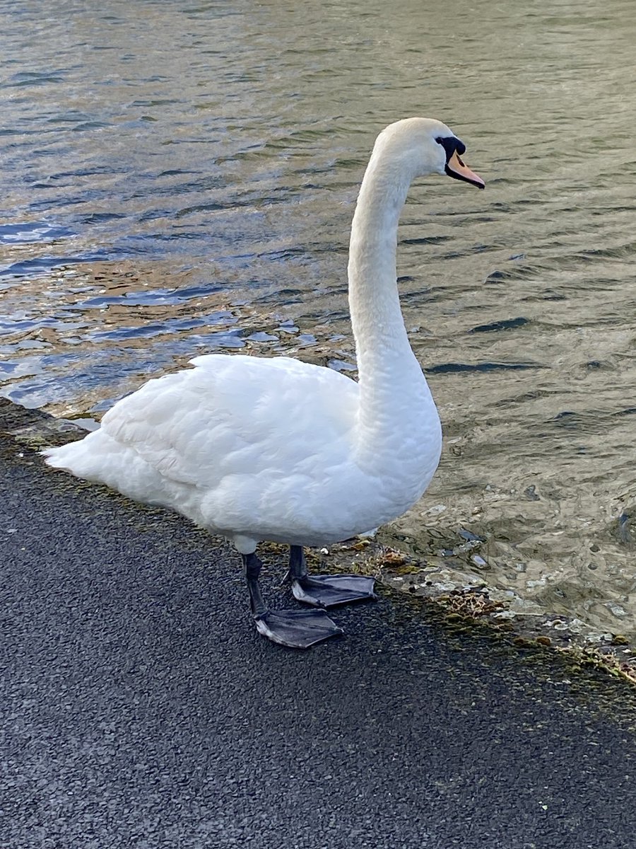 lindajdeacon's tweet photo. #RoyalCanal #Phibsboro #Dublim #MondayMorning https://t.co/TS3tVXDCyF
