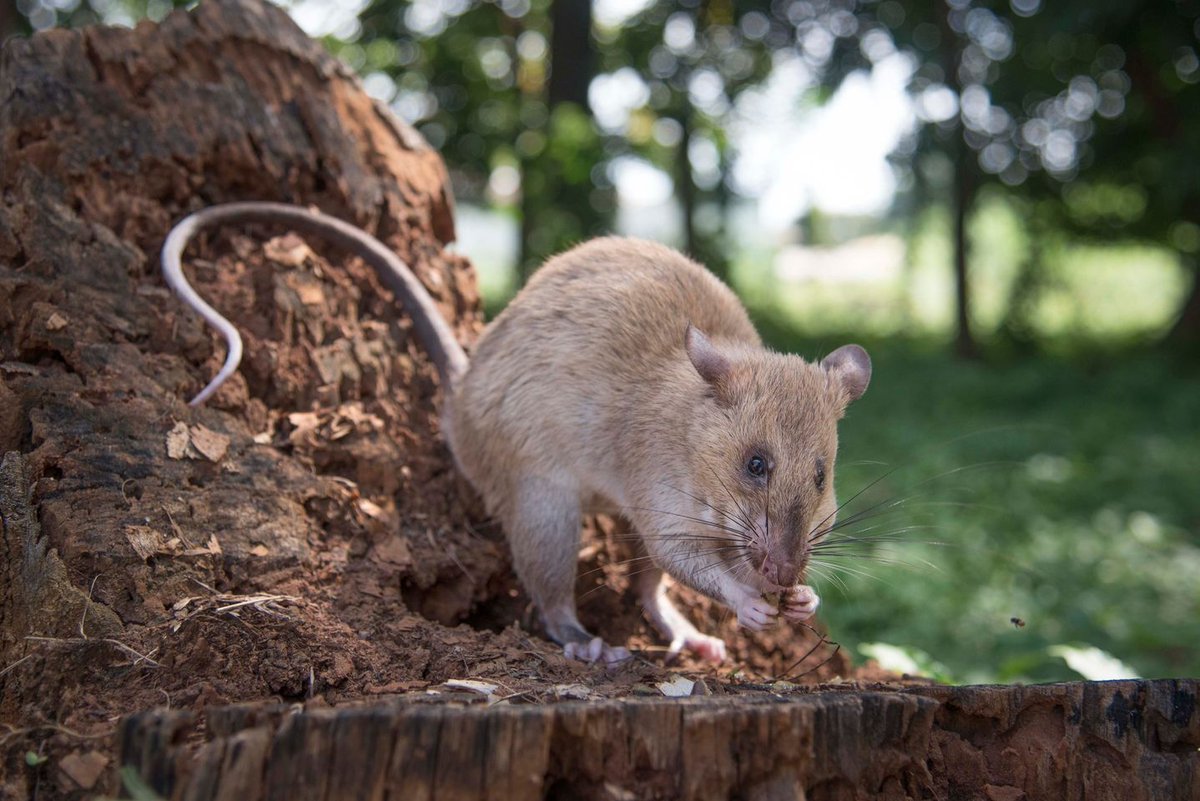 Your #generosity during our #GlobalGiving campaign last week was incredible! 🧡 Together, we raised $18,202, including matched funds. This support means a lot to our #HeroRATs, deminers, handlers, lab techs, researchers & trainers. You're all heroes! Thank you! 🙏 #LittlexLittle