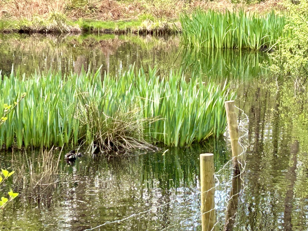 The first clear (but not clear on camera, alas) moorhen chicks this year - little more than a scribble of fur between the tufts of grass and the adult. I think this is the third year I’ve seen this pair breed, which is good going for moorhens.