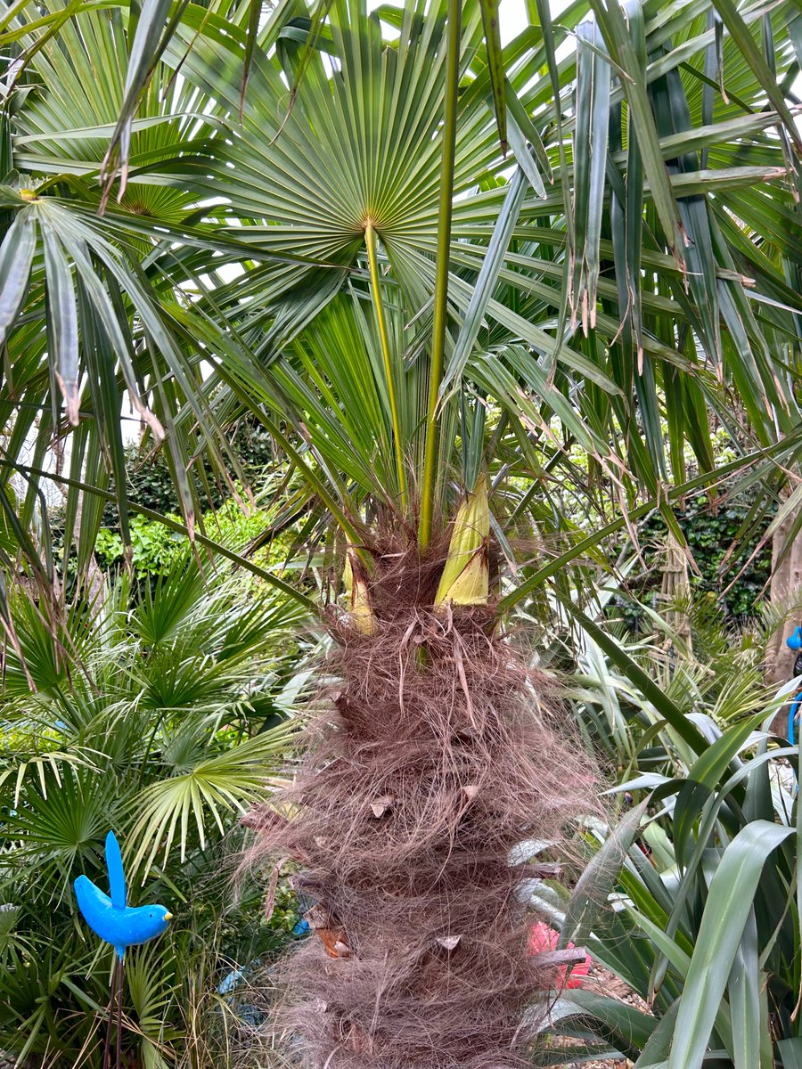 Flower heads emerging on both palms in the garden. driftwoodbysea.co.uk #sussex #gardening