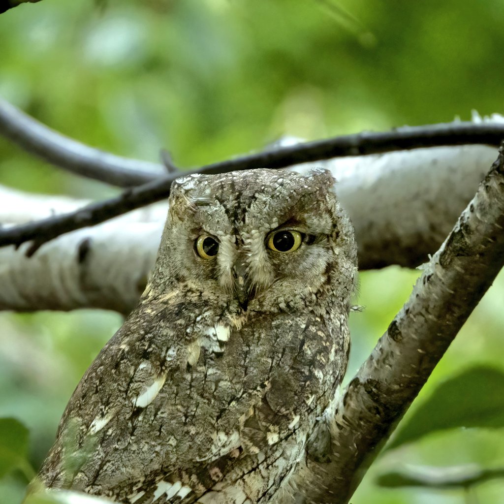 #haftanınkuşu
İshak Kuşu 
Eurasian Scops Owl
Otus scops